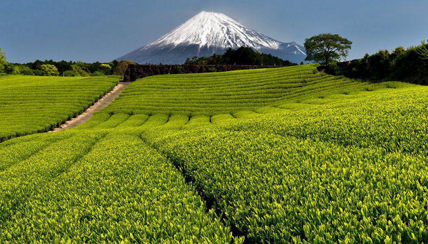 静岡の茶畑