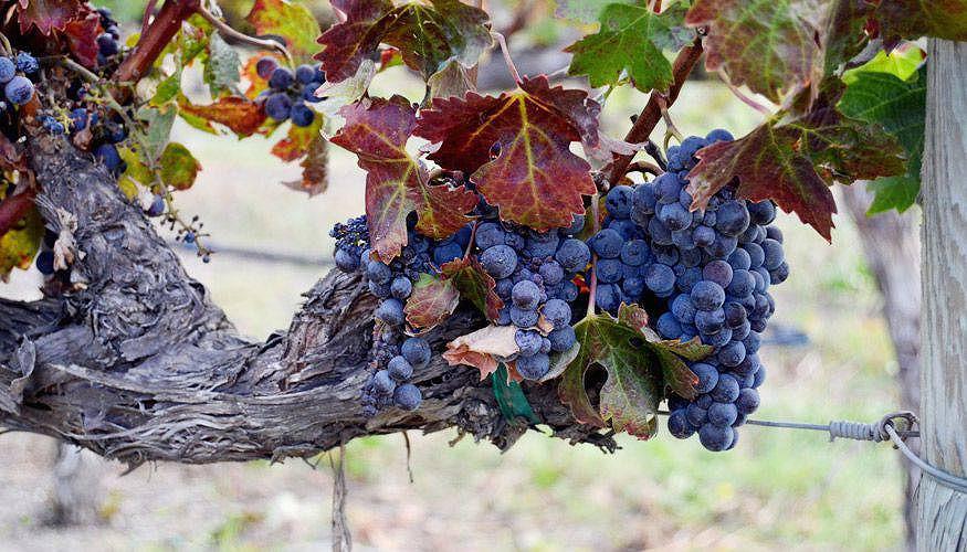 Wine seminar - wine grapes on the vine