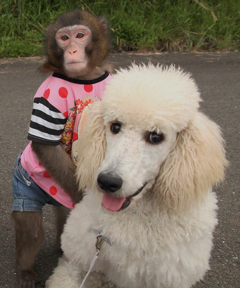 スーパードッグ＆モンキーサーカスショー イメージ11