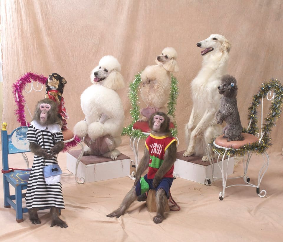 スーパードッグ＆モンキーサーカスショー イメージ2