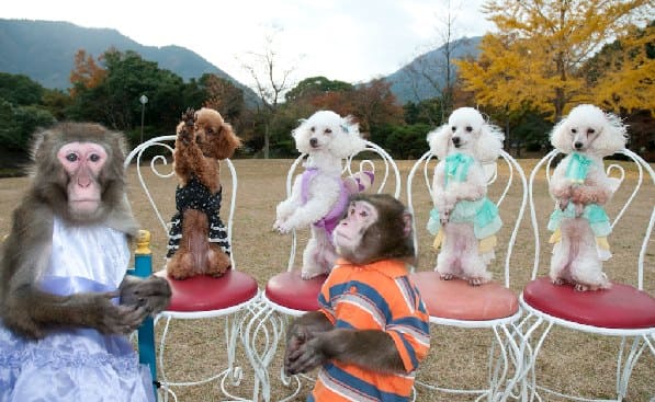 スーパードッグ＆モンキーサーカスショー イメージ5