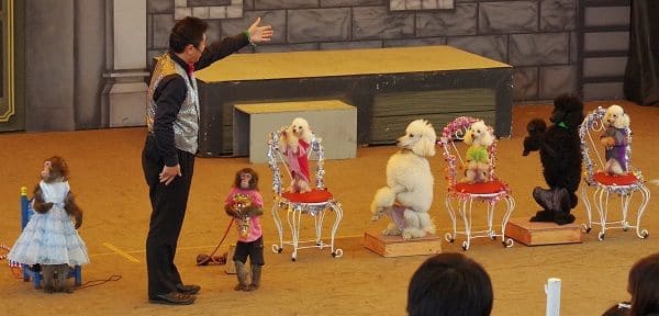 スーパードッグ＆モンキーサーカスショー イメージ6