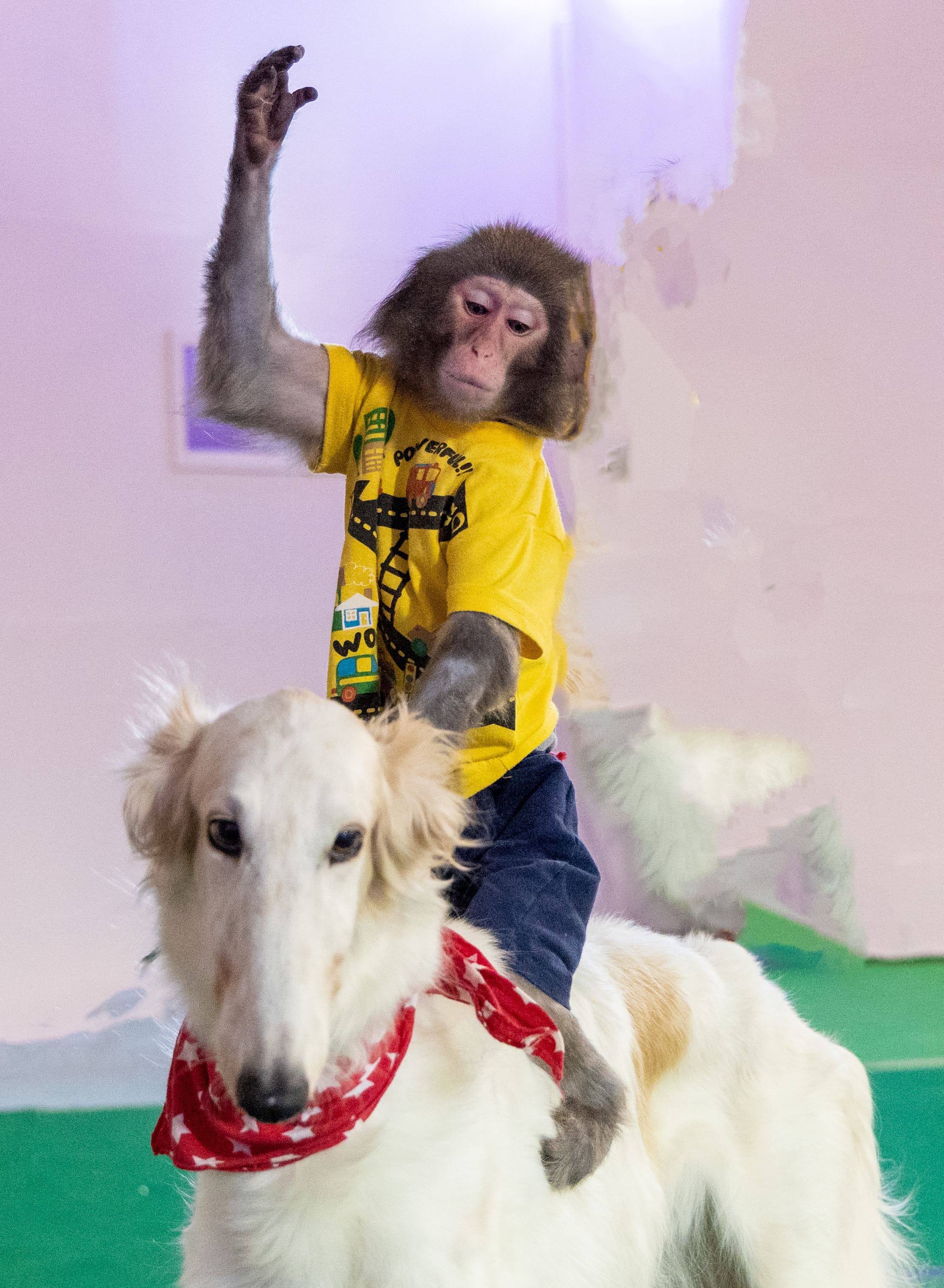 スーパードッグ＆モンキーサーカスショー イメージ8