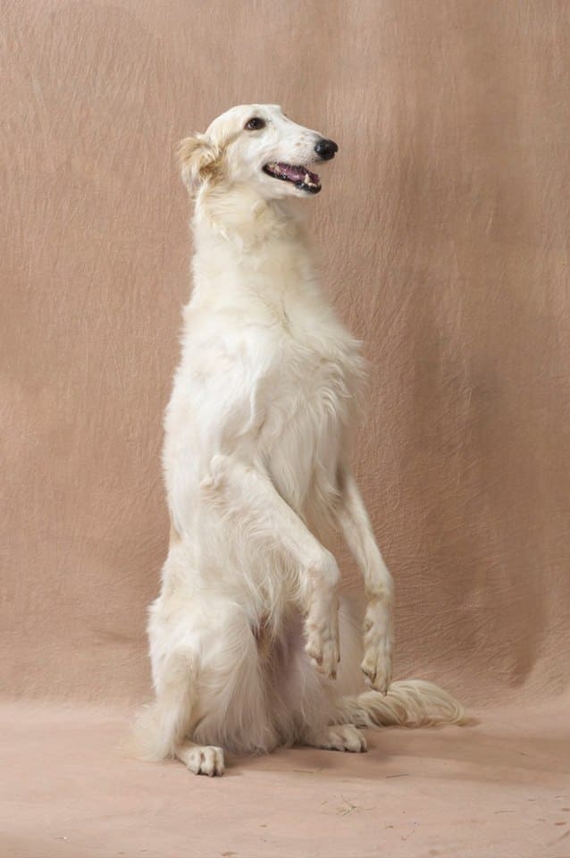 スーパードッグ＆モンキーサーカスショー ボルゾイ1