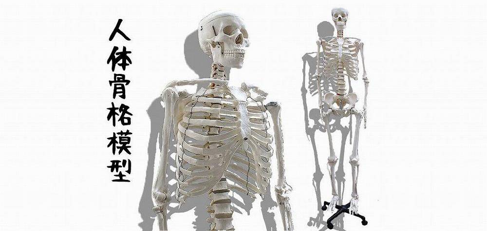 人体骨格模型のレンタル施工業者なら 東京 大阪 全国イベント21