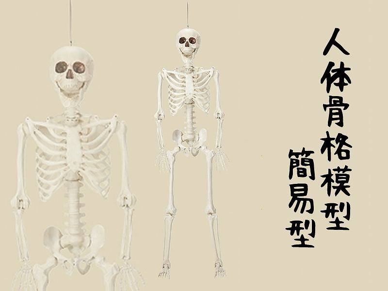 人体骨格模型 レンタル