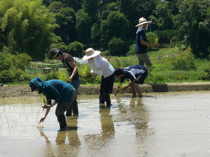 田植え体験 レンタル