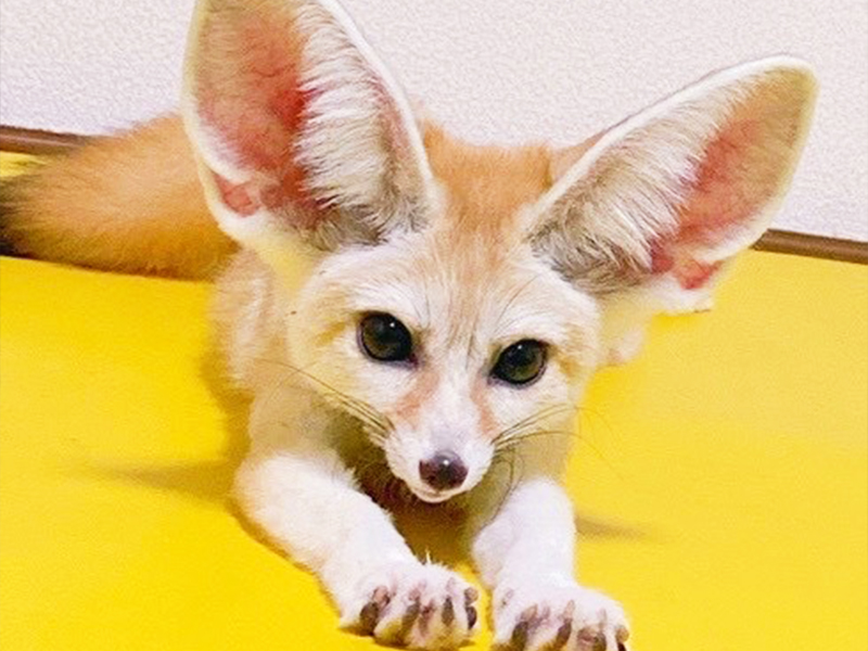 移動動物園  フェネック