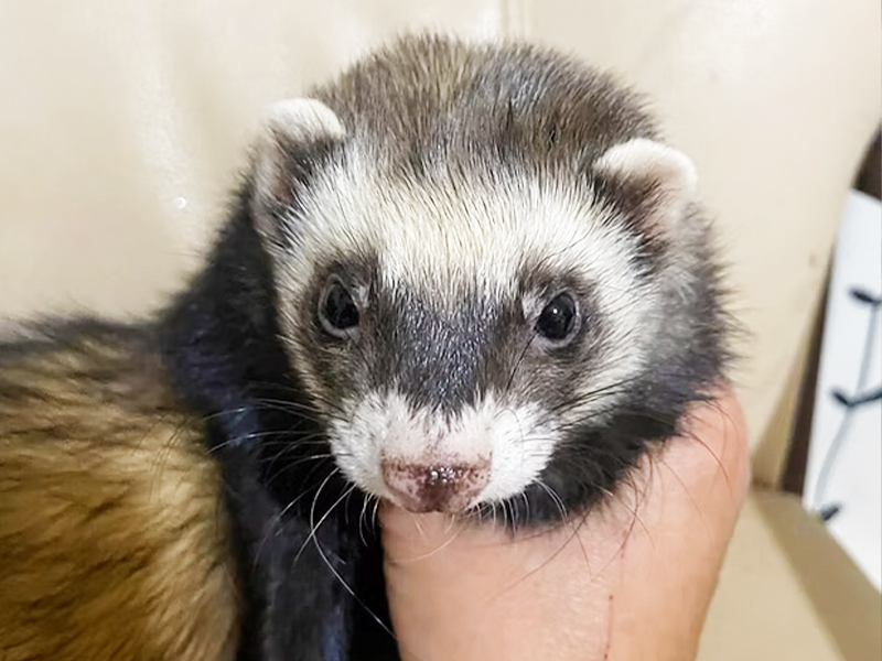 移動動物園  フェレット