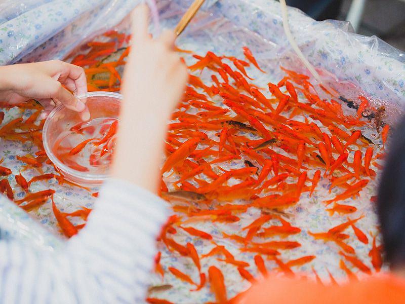 金魚すくいセットのレンタルや設営業者は東京 大阪 神奈川 全国 イベント21へ