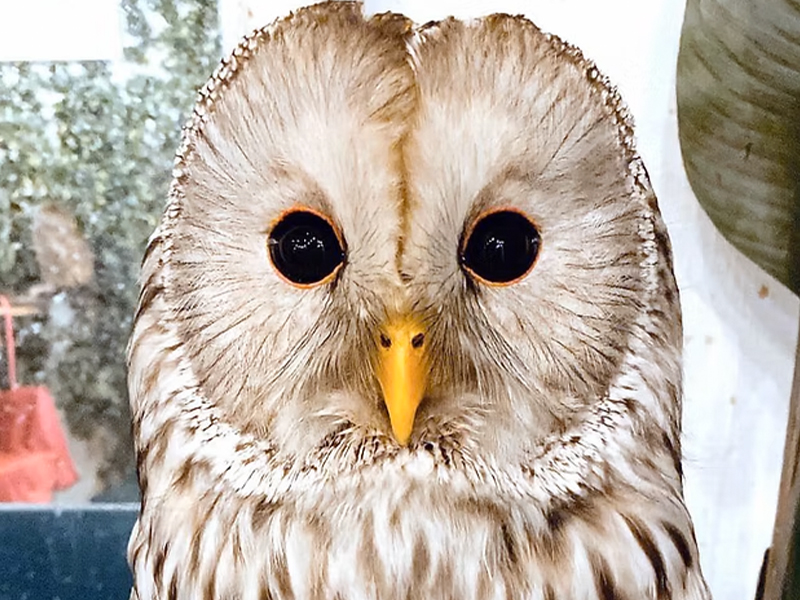 移動動物園  フクロウ