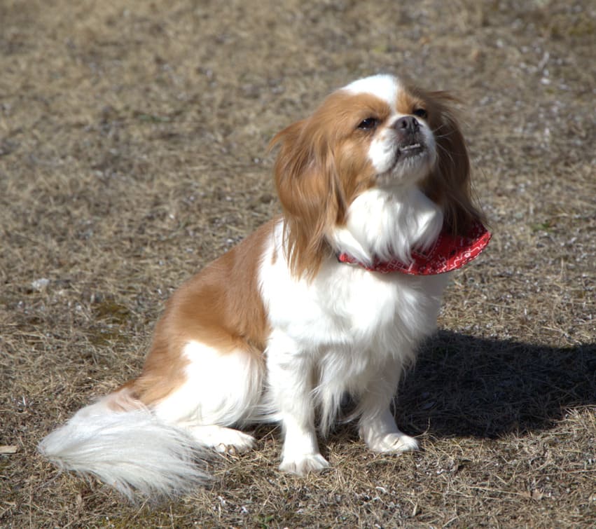 キャバリア ミックス