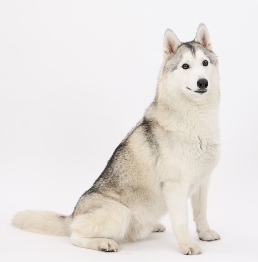 シベリアンハスキー