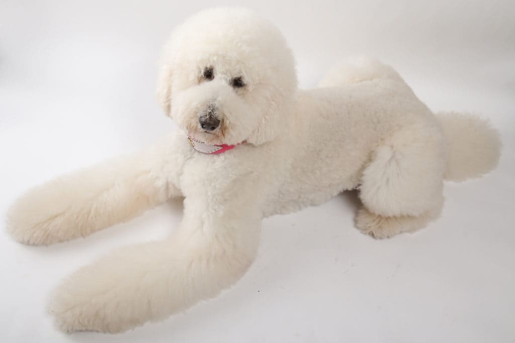 スタンダードプードル1