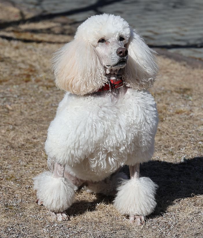 スタンダードプードル2