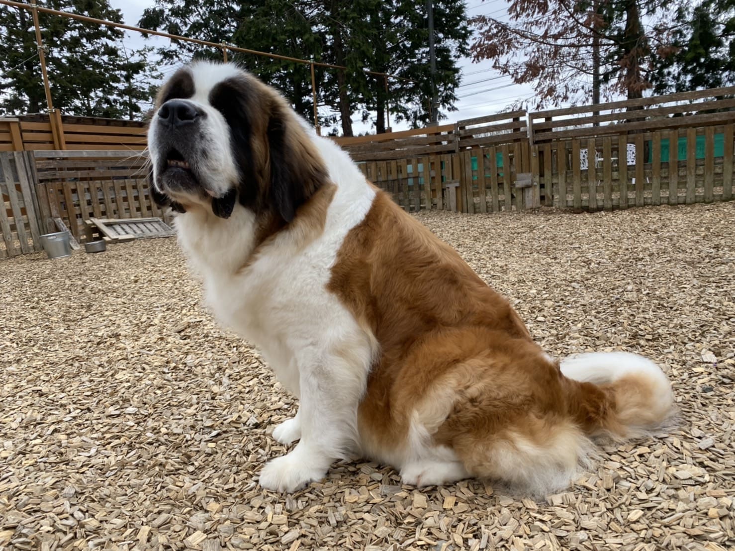 セントバーナード1