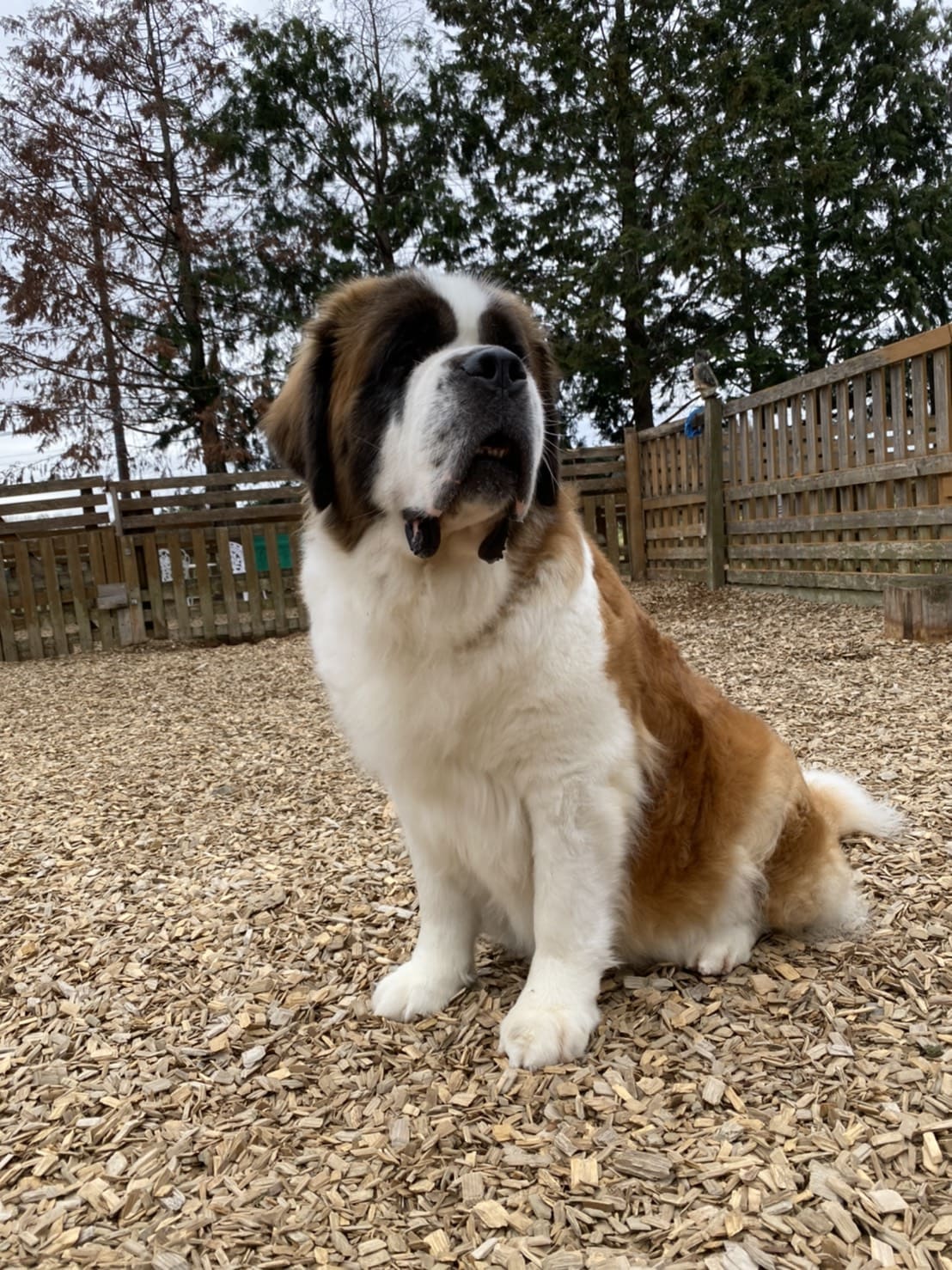 セントバーナード2