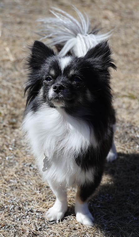 チワワミックス