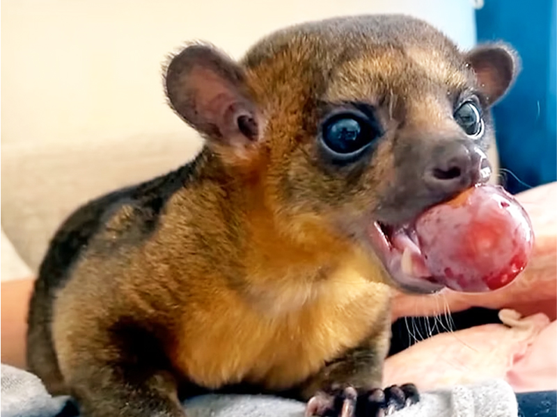 移動動物園  トゥコトゥカン