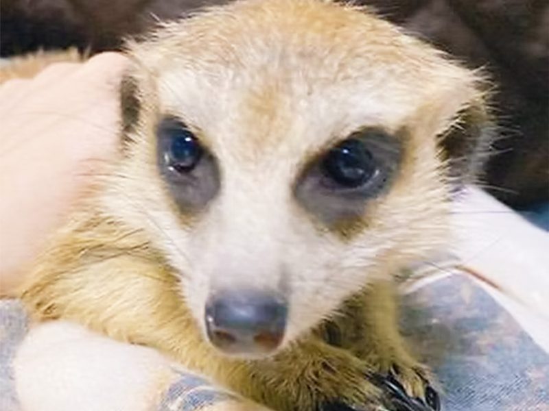 移動動物園  ミーアキャット