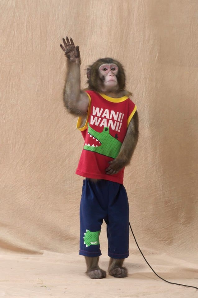 スーパードッグ＆モンキーサーカスショー ニホンザル1