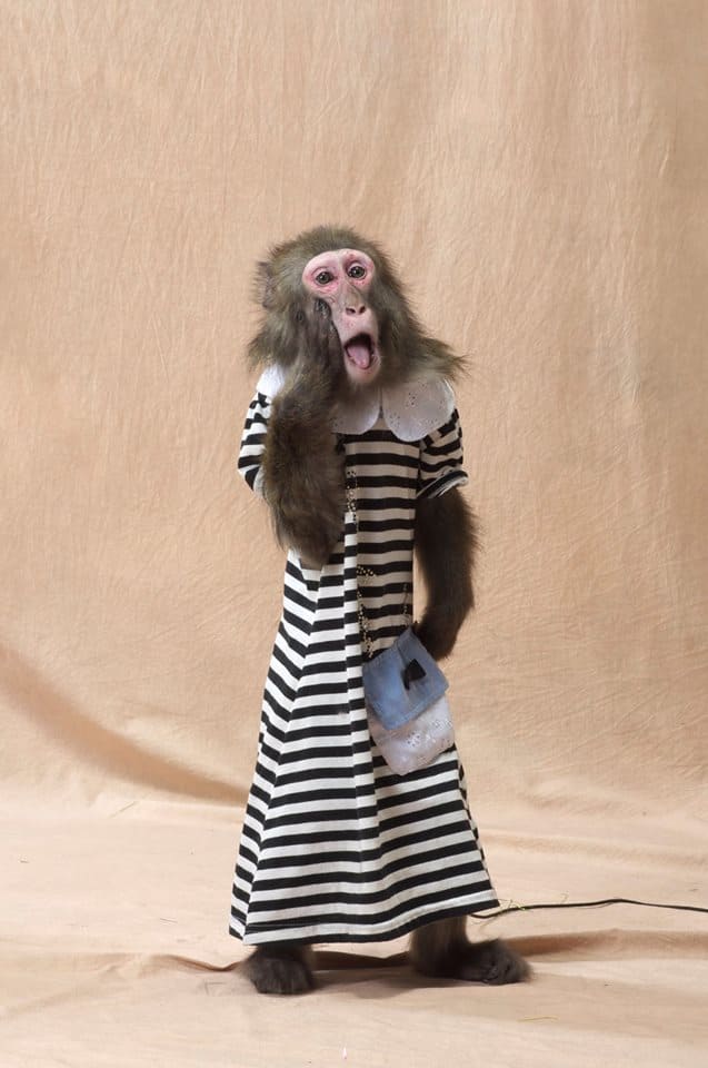 スーパードッグ＆モンキーサーカスショー ニホンザル2