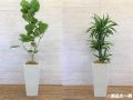 観葉植物Mサイズ レンタル