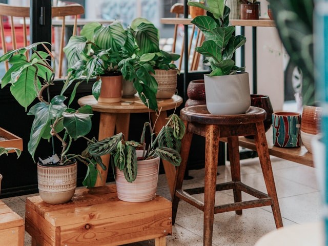 観葉植物　レンタル