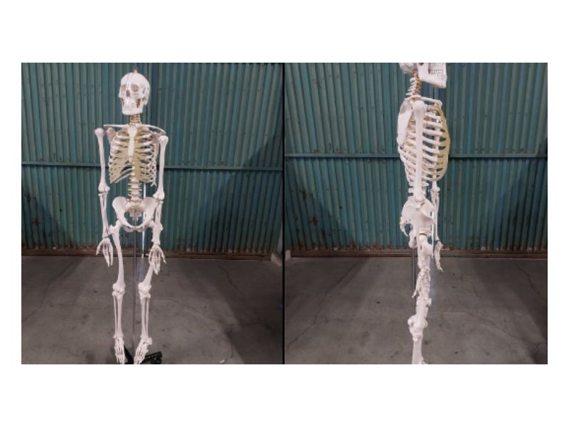 人体骨格模型 SNS