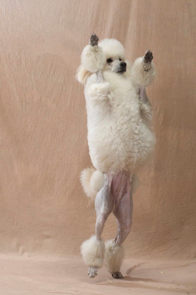 スーパードッグ＆モンキーサーカスショー スタンダードプードル1