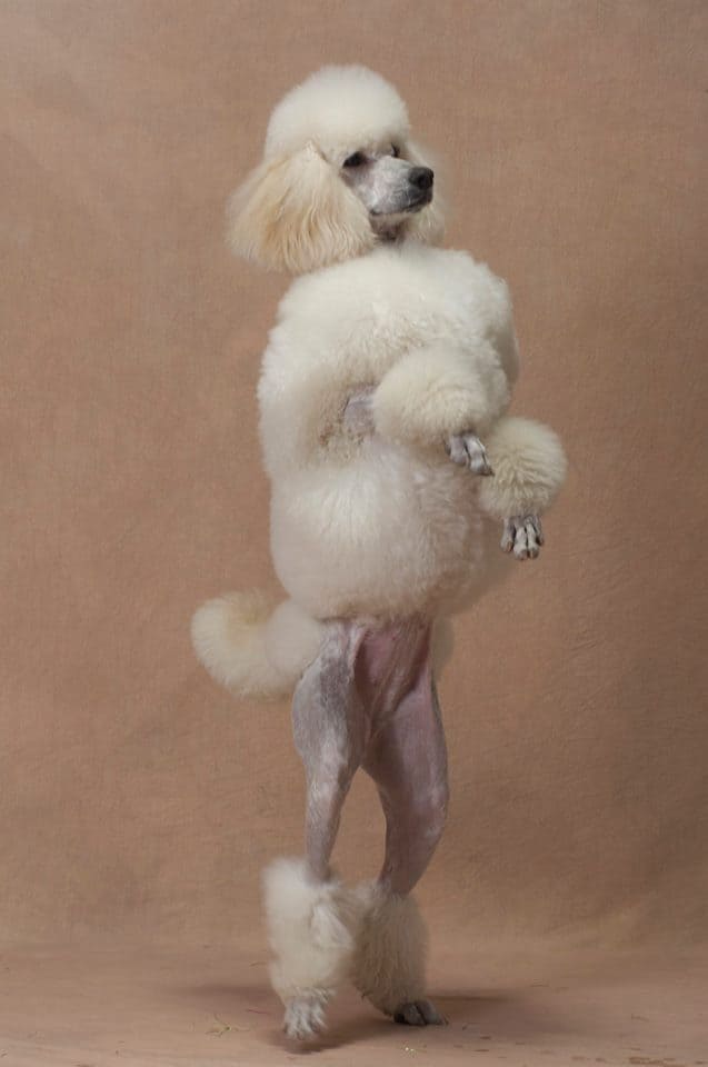 スーパードッグ＆モンキーサーカスショー スタンダードプードル2