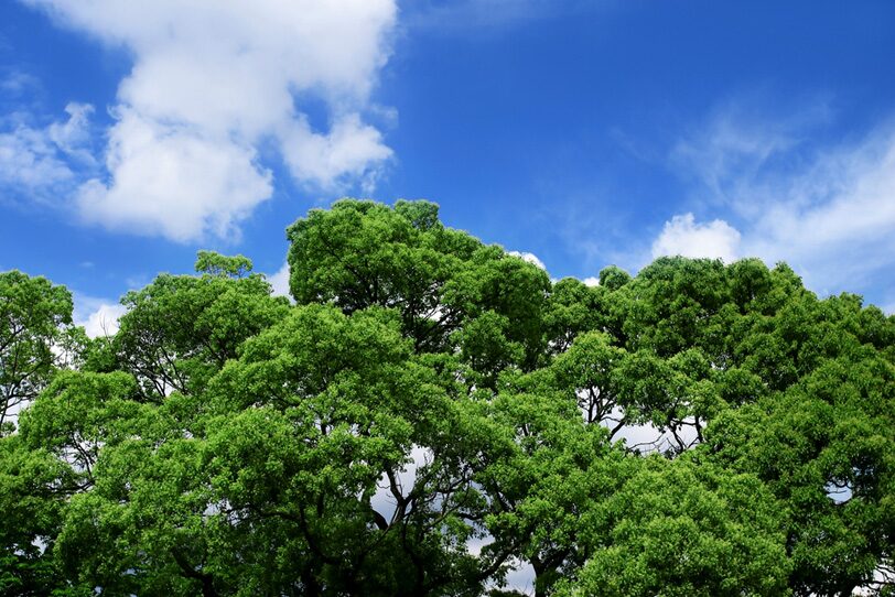 you happy,we happy!支援先決定！『一般社団法人more trees』様のWEBサイトはこちらです！