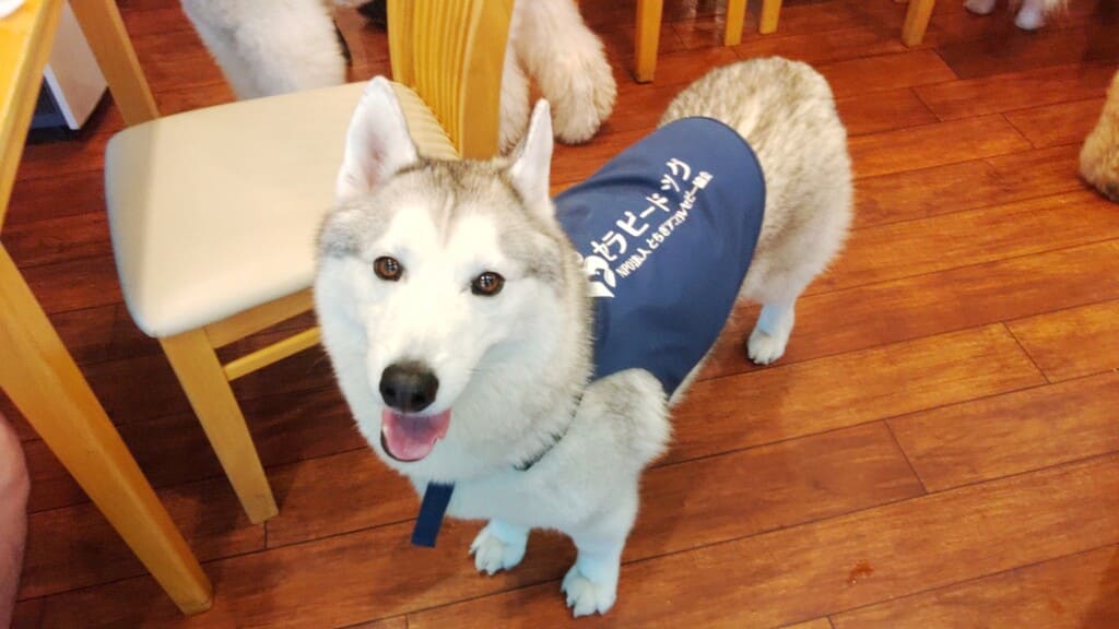 セラピードッグふれあいプラン イメージ2