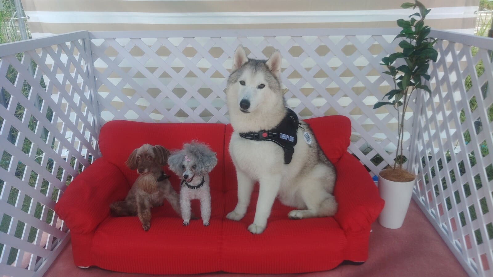 セラピードッグふれあいプラン イメージ4