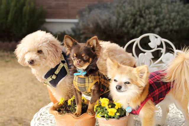 セラピードッグふれあいプラン イメージ5